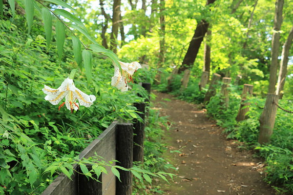 山百合の咲く片倉城跡公園 山百合の咲く片倉城跡公園