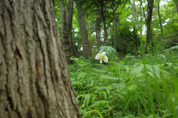 山百合の咲く片倉城跡公園 山百合の咲く片倉城跡公園
