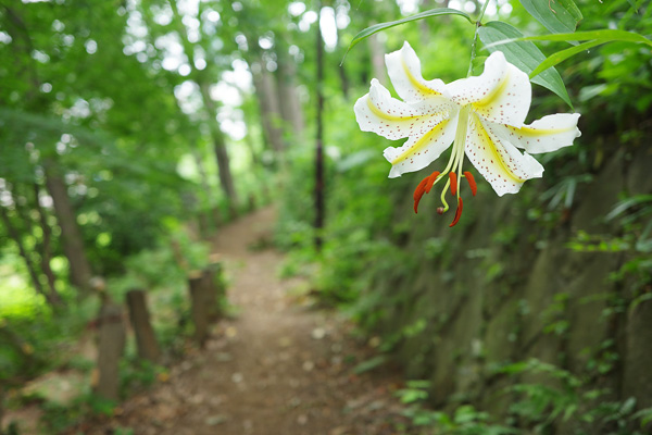 山百合の咲く片倉城跡公園 山百合の咲く片倉城跡公園