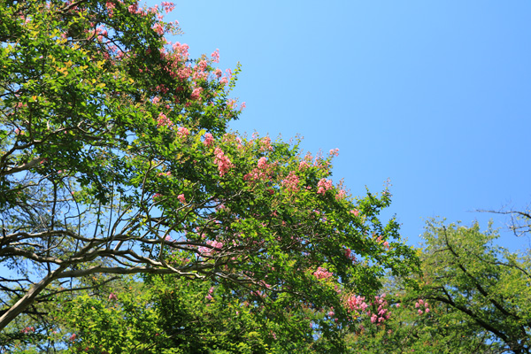 夏の片倉城跡公園 夏の片倉城跡公園