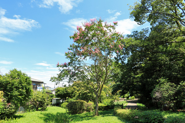 夏の片倉城跡公園 夏の片倉城跡公園