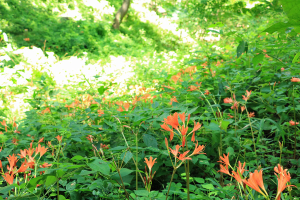 夏の片倉城跡公園 夏の片倉城跡公園