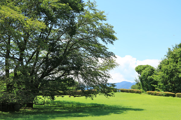 夏の片倉城跡公園 夏の片倉城跡公園