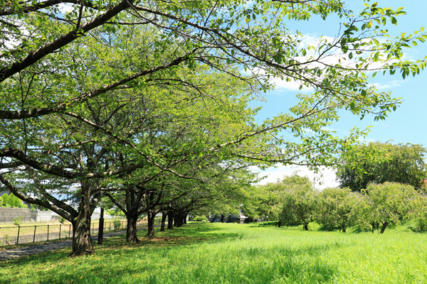 夏の片倉城跡公園 夏の片倉城跡公園