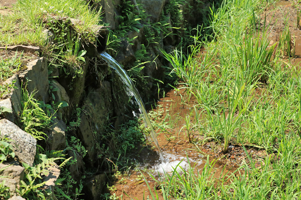 夏の片倉城跡公園 夏の片倉城跡公園