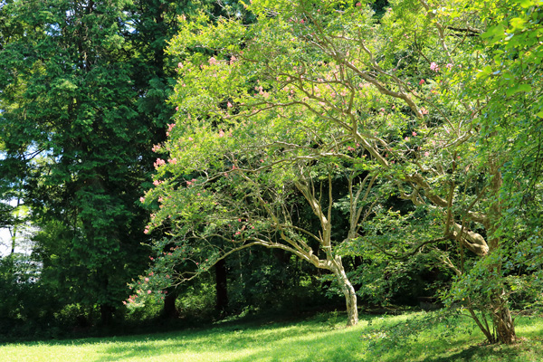 夏の片倉城跡公園 夏の片倉城跡公園