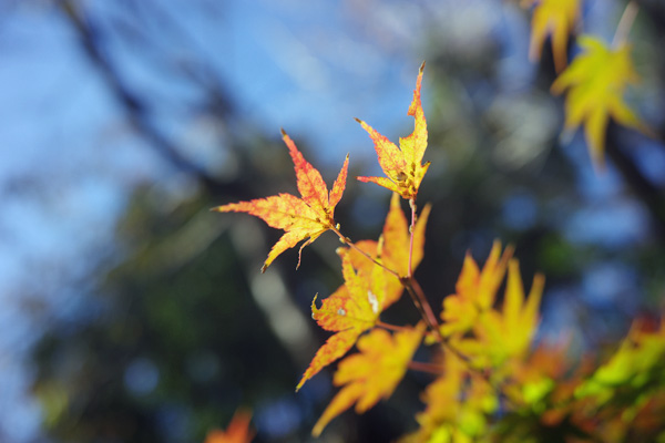 晩秋の長池公園 晩秋の長池公園