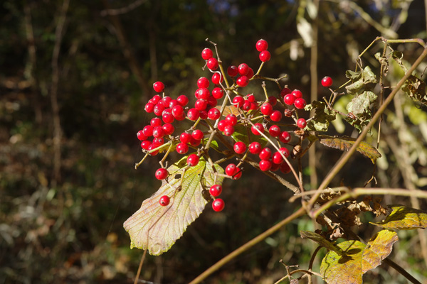 晩秋の長池公園 晩秋の長池公園