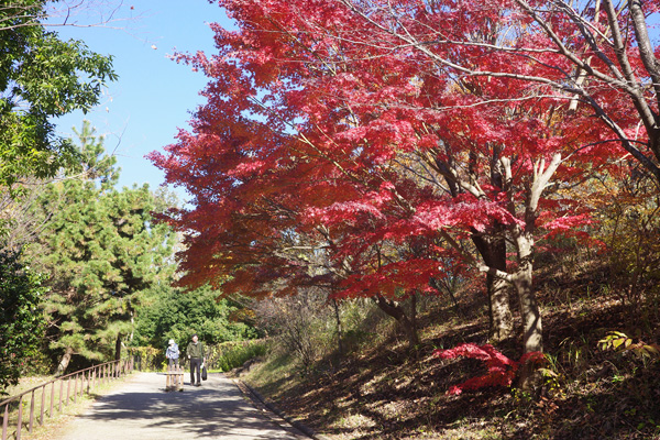 晩秋の長池公園 晩秋の長池公園