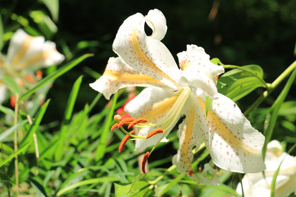 山百合の咲く長池公園 山百合の咲く長池公園