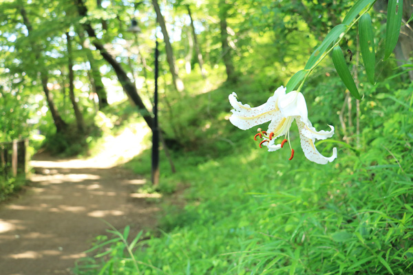山百合の咲く長池公園 山百合の咲く長池公園