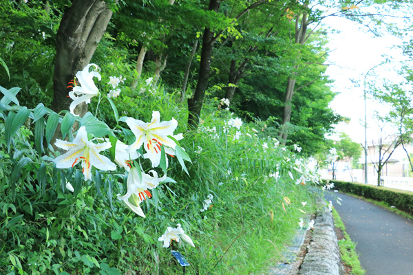 山百合の咲く長池公園 山百合の咲く長池公園