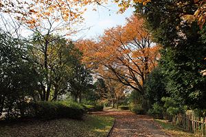 晩秋の大塚公園 晩秋の大塚公園