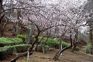 早春の六本杉公園 早春の六本杉公園