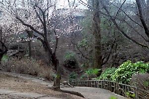 早春の六本杉公園 早春の六本杉公園