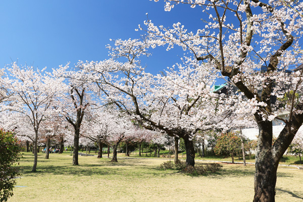 ���炭�˓����