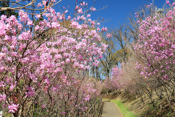 ���炭�˓����