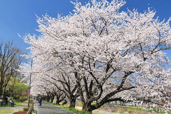 ���炭�˓����