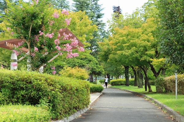 夏の陵南公園 夏の陵南公園