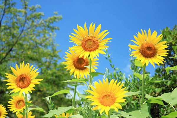 夏の陵南公園 夏の陵南公園