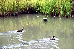 由木めぐみ野公園 由木めぐみ野公園