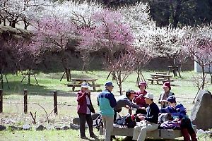 早春の梅木窪分園 早春の梅木窪分園