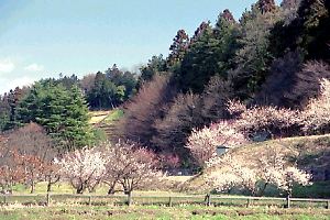 早春の梅木窪分園 早春の梅木窪分園