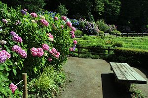 紫陽花の咲く薬師池公園