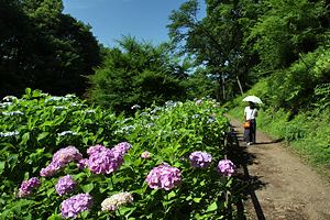 紫陽花の咲く薬師池公園