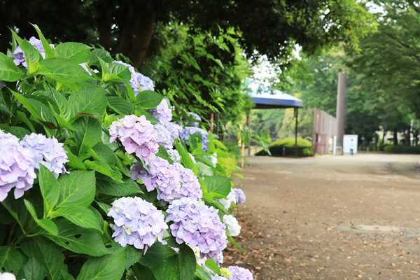 紫陽花の咲く淵野辺公園 紫陽花の咲く淵野辺公園