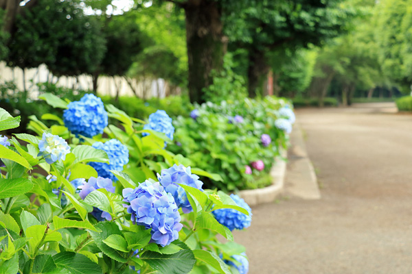 紫陽花の咲く淵野辺公園 紫陽花の咲く淵野辺公園