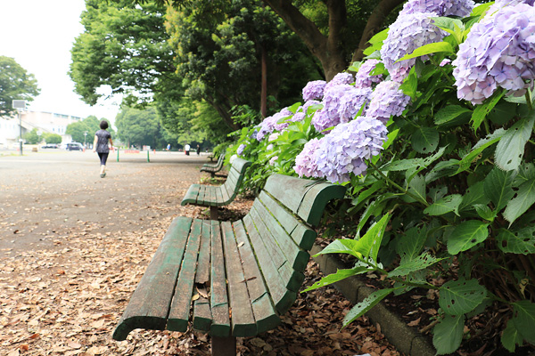 紫陽花の咲く淵野辺公園 紫陽花の咲く淵野辺公園