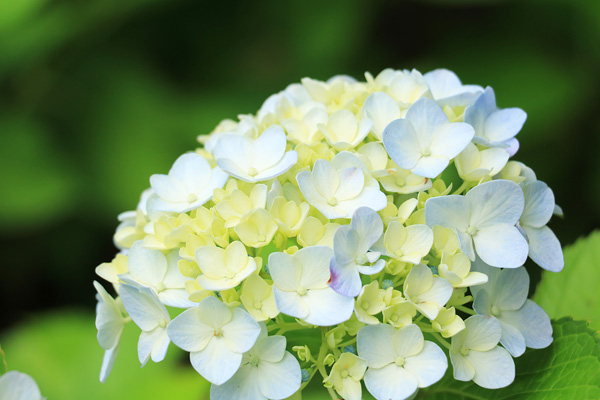 紫陽花の咲く淵野辺公園 紫陽花の咲く淵野辺公園