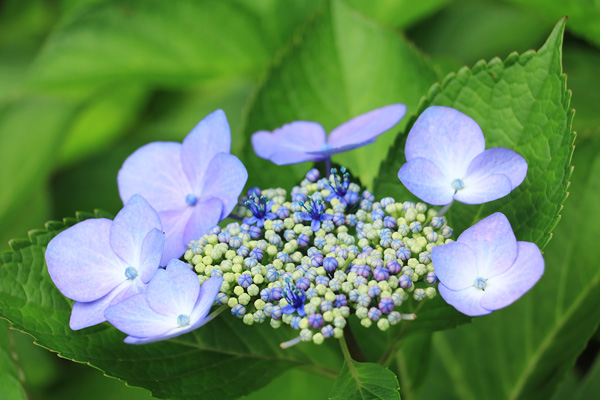 紫陽花の咲く淵野辺公園 紫陽花の咲く淵野辺公園