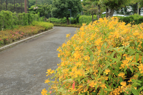 紫陽花の咲く淵野辺公園 紫陽花の咲く淵野辺公園