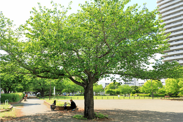 ���{����