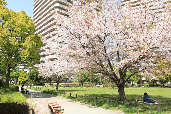 桜咲く橋本公園 桜咲く橋本公園