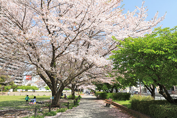 桜咲く橋本公園 桜咲く橋本公園