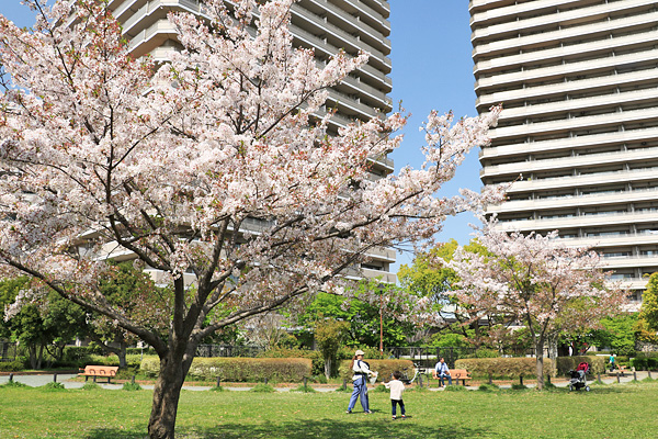 桜咲く橋本公園 桜咲く橋本公園