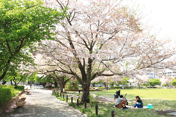 桜咲く橋本公園 桜咲く橋本公園