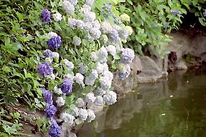 紫陽花の咲く鹿沼公園