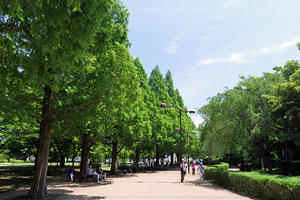 横山公園 横山公園