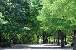 横山公園 横山公園