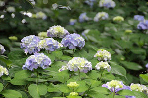 紫陽花の咲く横山公園