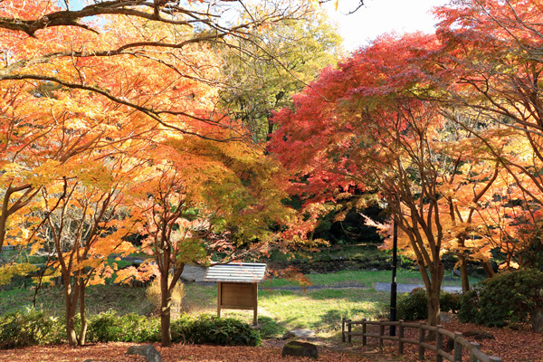 晩秋の中沢池公園 晩秋の中沢池公園