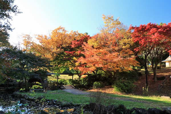 晩秋の中沢池公園 晩秋の中沢池公園
