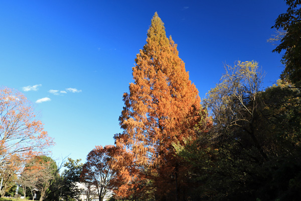 晩秋の中沢池公園 晩秋の中沢池公園
