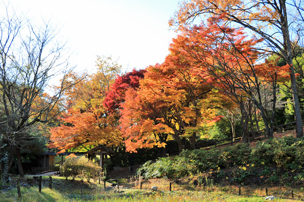 晩秋の中沢池公園 晩秋の中沢池公園