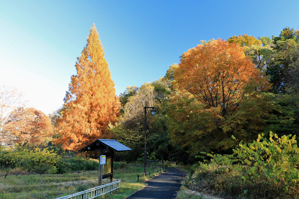 晩秋の中沢池公園 晩秋の中沢池公園
