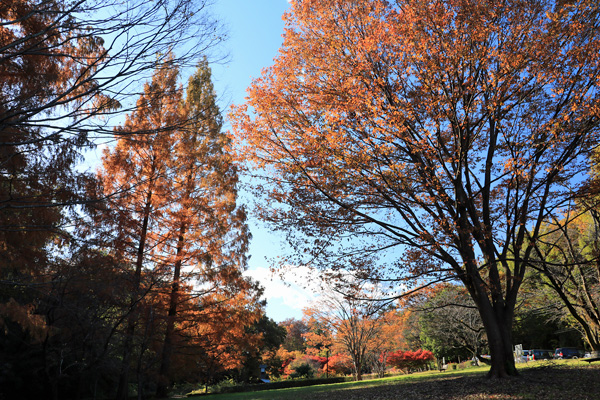 晩秋の中沢池公園 晩秋の中沢池公園